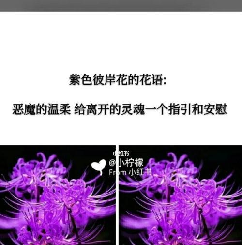 以太阳花的花语为主题的文章（用期待之花）