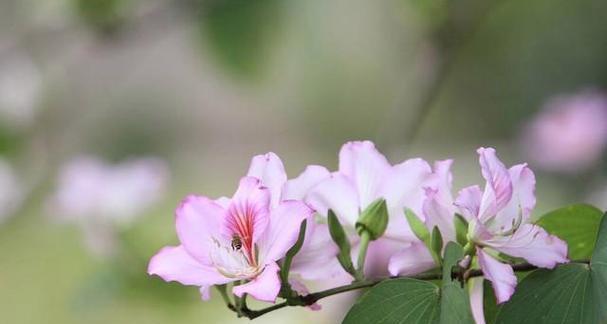 勤劳之花（探寻菊花的花语）