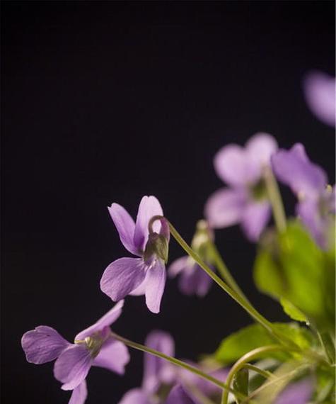 以什么花的花语是青春为主题的探索（深入了解以什么花的花语代表着青春的激情和活力）