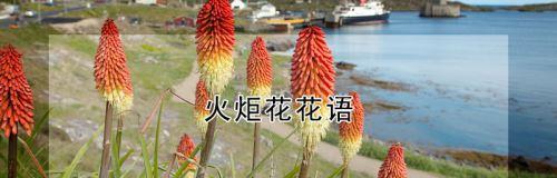 热情盛开，花开灿烂（以向日葵为主题的热烈花语）