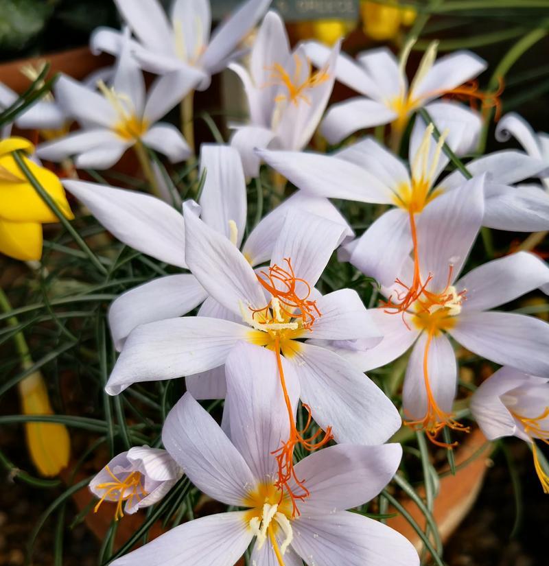 失去的花语——以百合花为主题的花语探析（逝去的美丽）