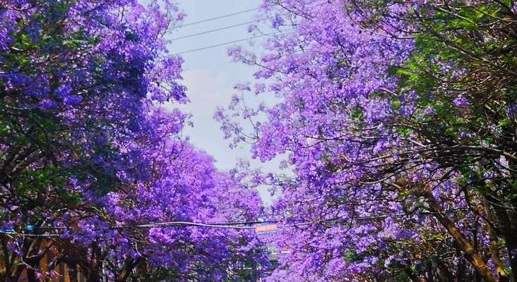 《失望的爱——以风信子花为花语》（深情不被回应的苦涩）