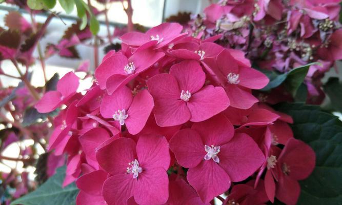 以雏菊的花语为主题——希望你开心（花开心情）