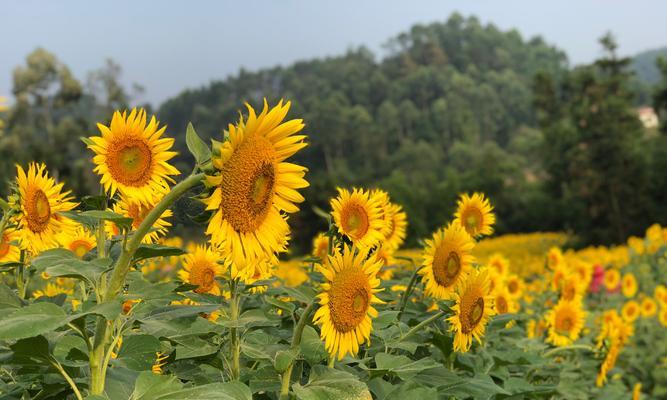 阳光绽放——向阳而生的花语（以何种花为主题？阳光的鲜花怒放）