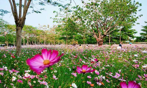 以玫瑰花的花语为主题的幸福之旅（幸福如玫瑰绽放）