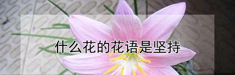 兄妹情深——以紫藤花为主题的花语（相互依偎的兄妹之情）