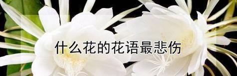 兄妹情深——以紫藤花为主题的花语（相互依偎的兄妹之情）