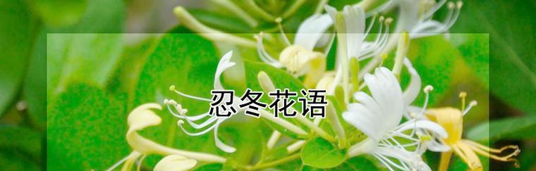 勇敢的花——向日葵的花语（阳光勇气）