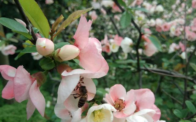 遇见的花语——玫瑰花的故事（玫瑰花）