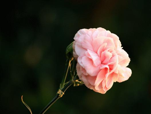 真相之花——百合花的花语（揭示真相的高贵之花）