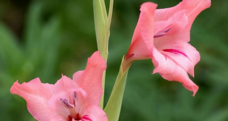 重逢的花语（康乃馨）