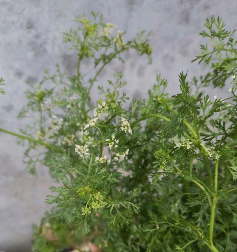 香菜的开花现象及其意义（探寻香菜的生长特点和开花过程）