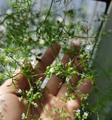 香菜的开花现象及其意义（探寻香菜的生长特点和开花过程）