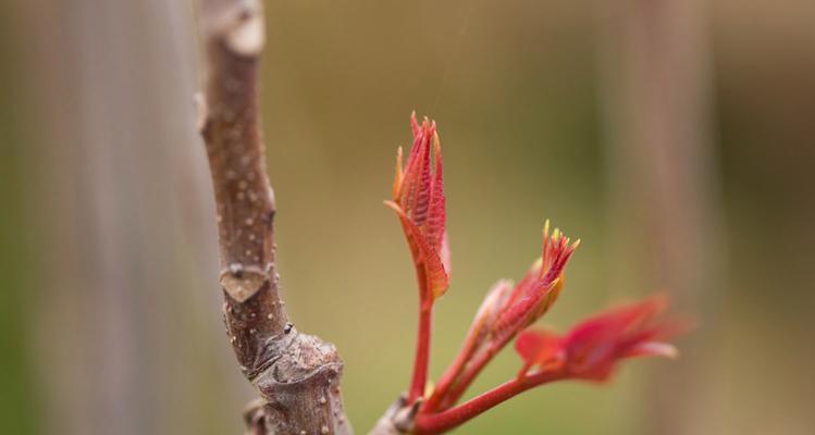 香椿树开花（寓意丰富的香椿树开花）