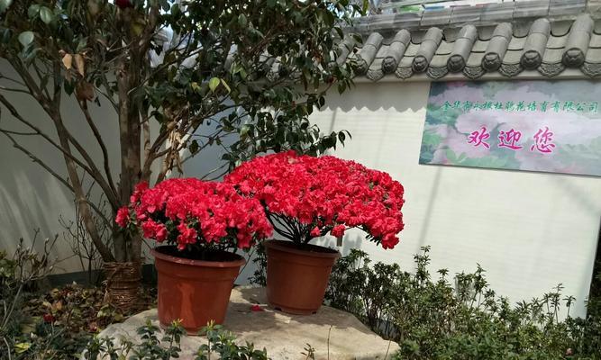 湘潭市花——菊花的象征与寓意（美丽花海中的坚韧和智慧）