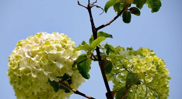 扬州市花琼花的象征与寓意（揭示琼花的神奇之美和文化内涵）