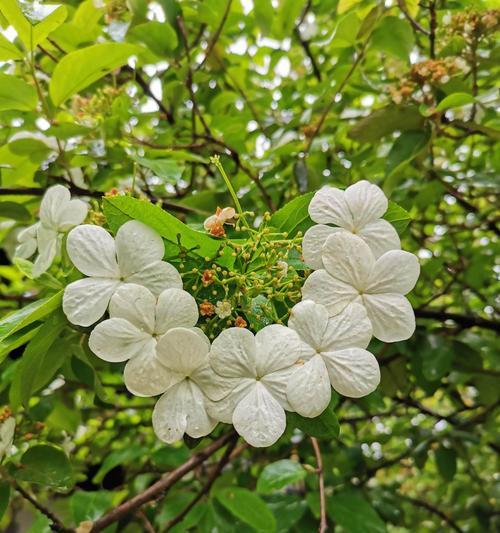 扬州市花琼花的象征与寓意（揭示琼花的神奇之美和文化内涵）