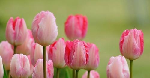 郁金香的花语与寓意——花开如诗，美丽绽放（探秘郁金香的花语与寓意）