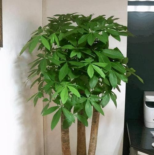 吉祥之花——寓意吉祥的植物赋予生活美好（以植物为媒介）