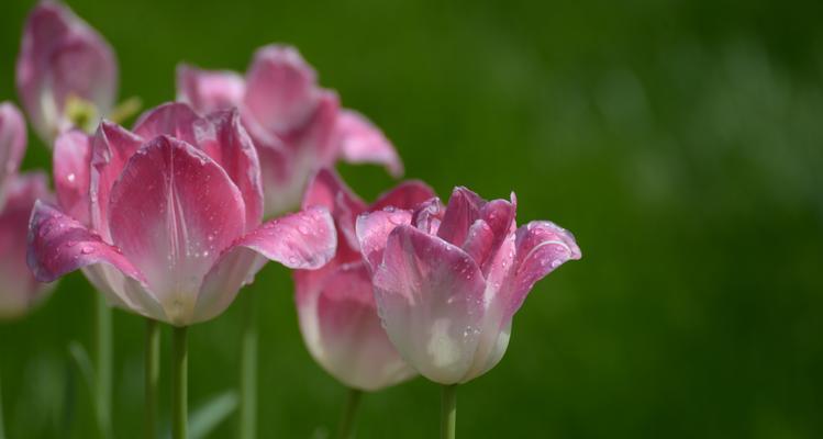 郁金香粉色花语的意义与象征（探寻郁金香粉色花的神秘之美）