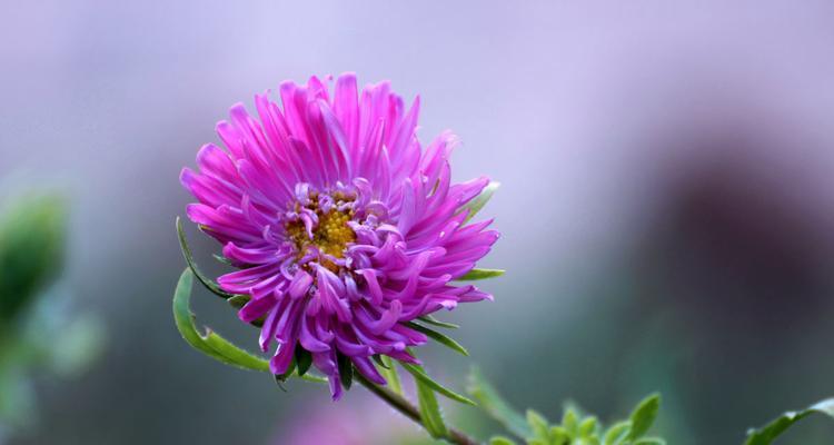 紫色翠菊花语的魅力（探寻紫色翠菊花语的深层含义）