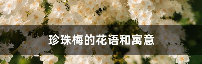 白梅花的花语和美丽传说（寒冬中的希望与坚韧）