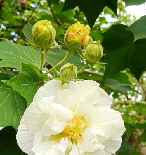 木芙蓉的花语——迷人的红色之美（探索木芙蓉花语的意义与传承）