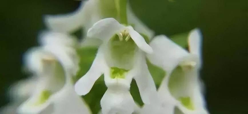 芭蕾舞兰花（舞动花海）