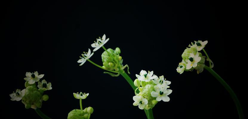 白花虎眼万年青的花语（白花虎眼万年青）