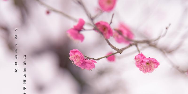 冬天的梅花——寒冷中的坚韧与美丽（探秘冬天中的奇迹）