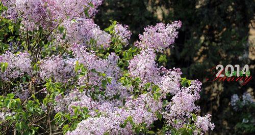 丁香花语之美——芳香四溢的爱情之花（芬芳满溢的丁香）