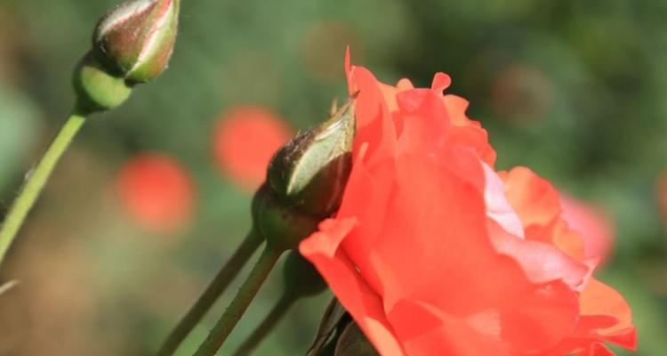 月季花的花语与美丽传说（探寻花海中的情感表达）