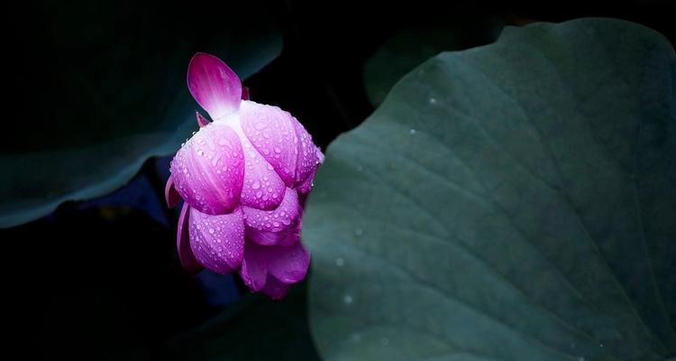 荷花之美（探索荷花的花语与魅力）