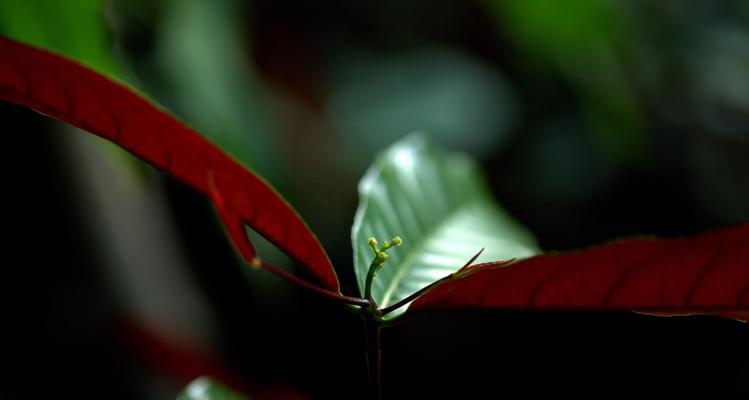 红背桂花的寓意与象征意义（探秘红背桂花的内涵与文化传承）