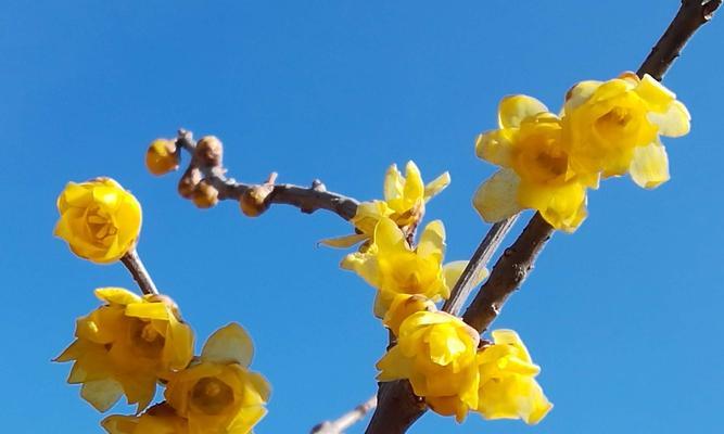 腊梅花的花语及寓意大揭秘（解读腊梅花的花语）