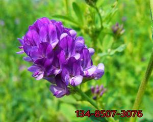 紫花苜蓿草怎么种（苜蓿草栽培技术要点）