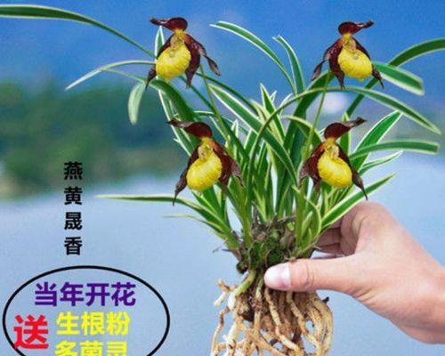 兰花怎么养才能开花（教你正确养护兰花）