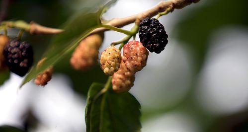 桑茸几月份成熟采摘（桑树种植时间和方法）