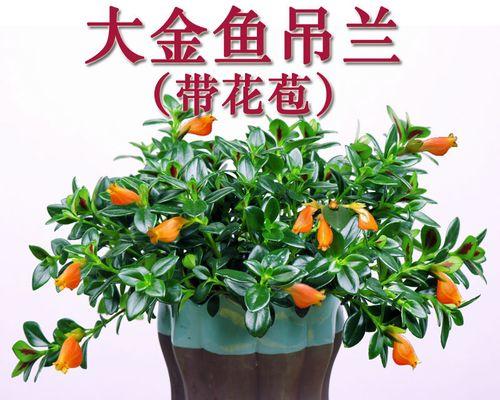 室内好养的开花植物有哪些（盘点五种适合室内养的植物）