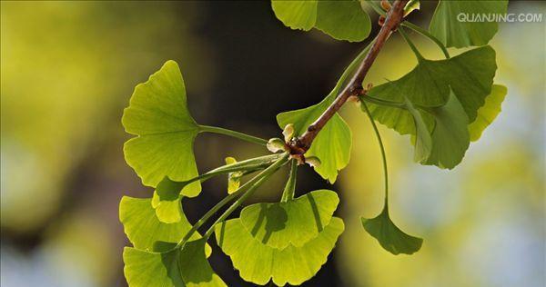 银杏是什么植物类别（关于银杏树植物分类）