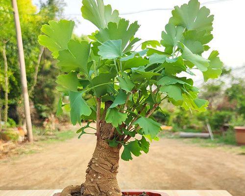 银杏是什么植物类别（关于银杏树植物分类）