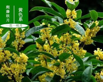 桂花树怎么种植成活率高（桂花树的栽培技术要点）