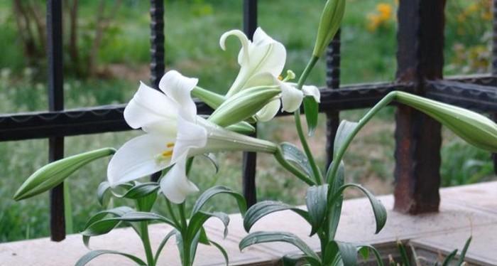 百合什么季节开花（百合花的花期简单介绍）