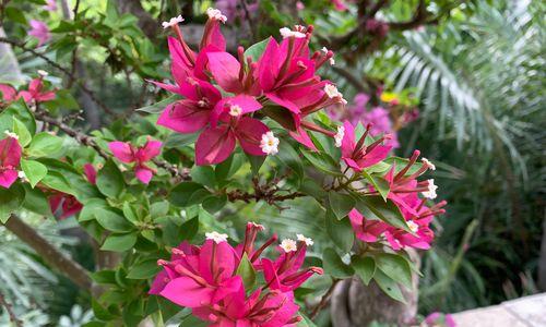 上海的市花哪种花（代表上海的花卉大全）