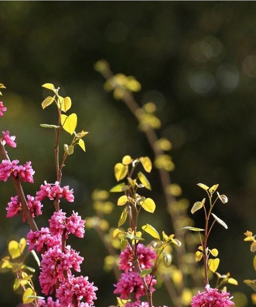 上海的市花哪种花（代表上海的花卉大全）