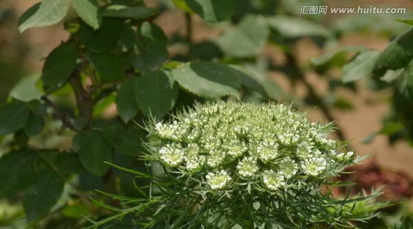 胡萝卜什么时候种植（胡萝卜种植方法和时间）