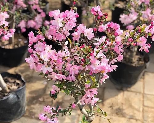 海棠花的修剪方法图解（让海棠花生长茂盛、繁花似锦）