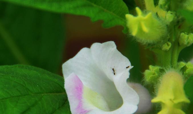 什么时候种芝麻合适（芝麻种植时间和方法）