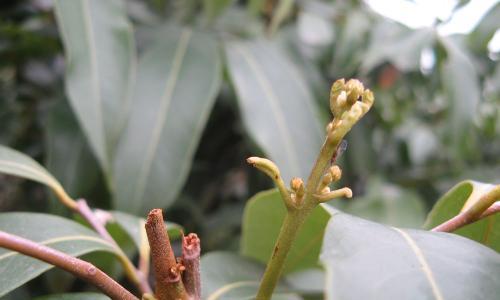 花芽分化是什么意思（花芽分化的过程图解）