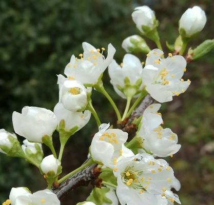 梨花是什么季节开的（有关梨花的花期时间）